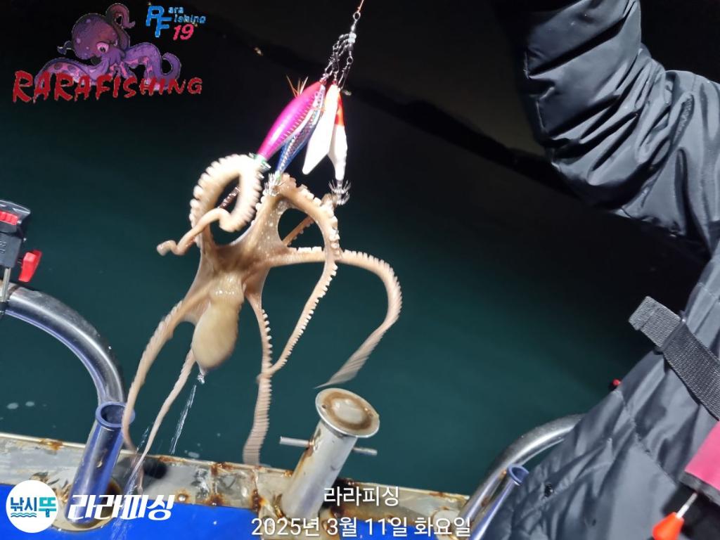 낚시뚜,낙지,속천항(진해),라라피싱,낚시뚜10