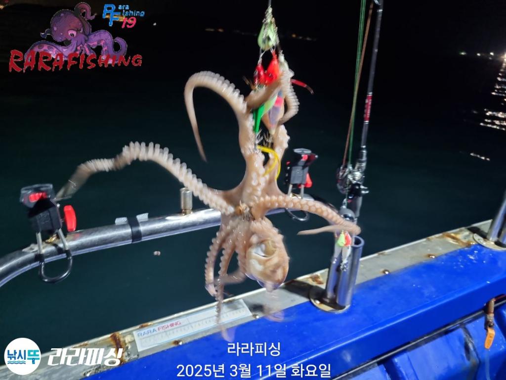 낚시뚜,낙지,속천항(진해),라라피싱,낚시뚜8