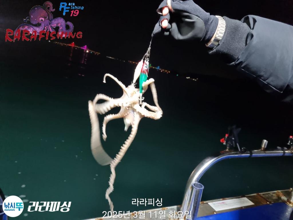 낚시뚜,낙지,속천항(진해),라라피싱,낚시뚜7