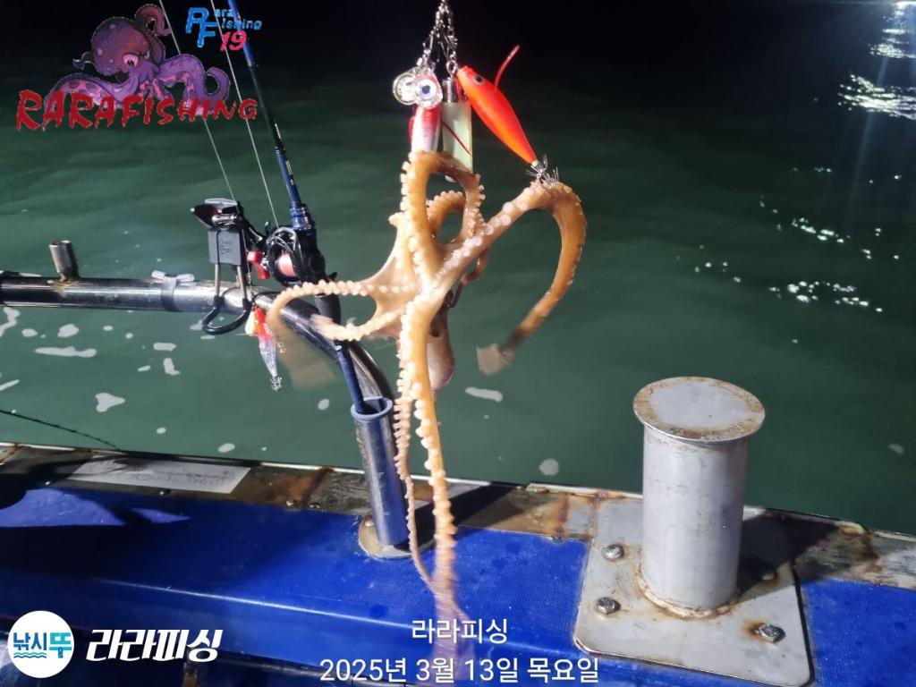 낚시뚜,낙지,속천항(진해),라라피싱,낚시뚜2