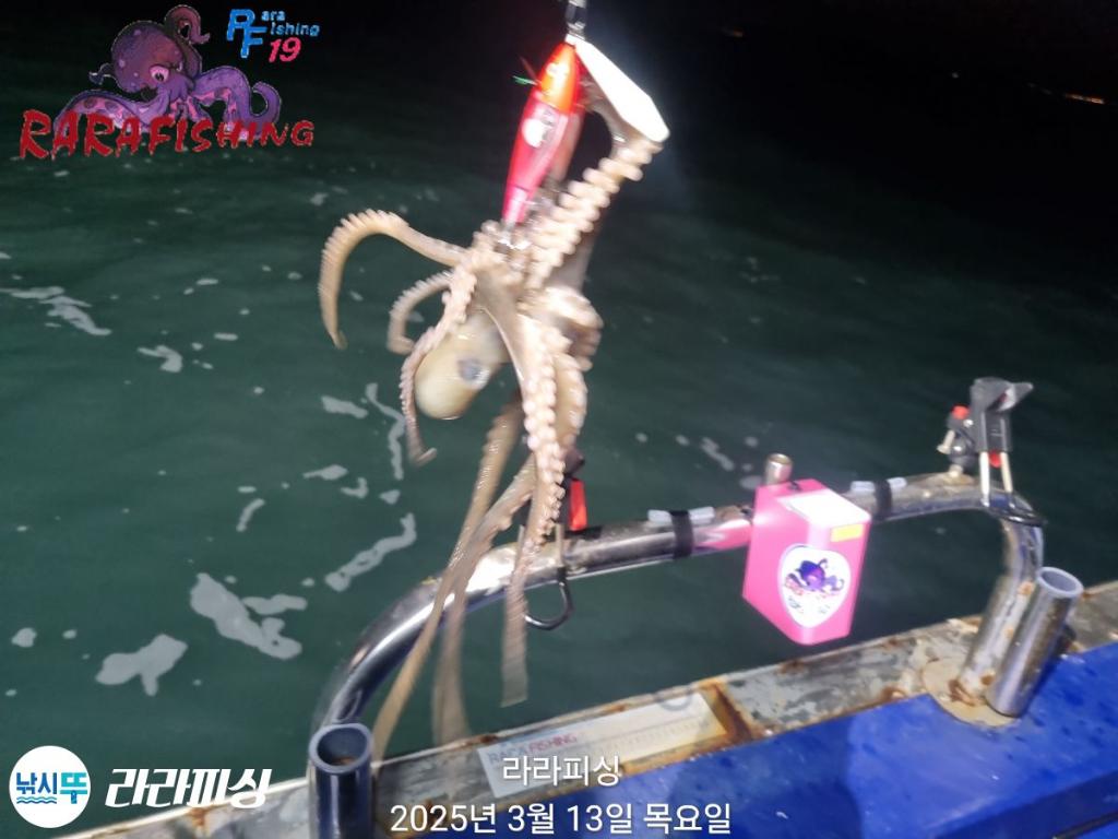 낚시뚜,낙지,속천항(진해),라라피싱,낚시뚜1
