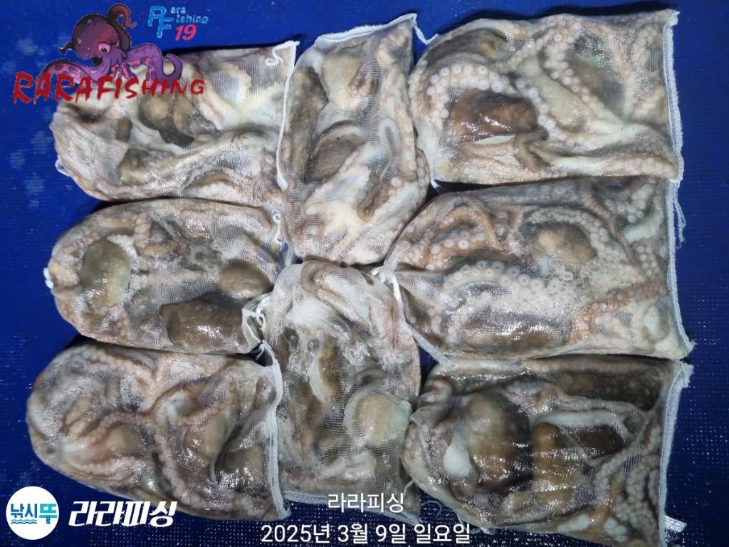 낚시뚜,낙지,속천항(진해),라라피싱,낚시뚜33