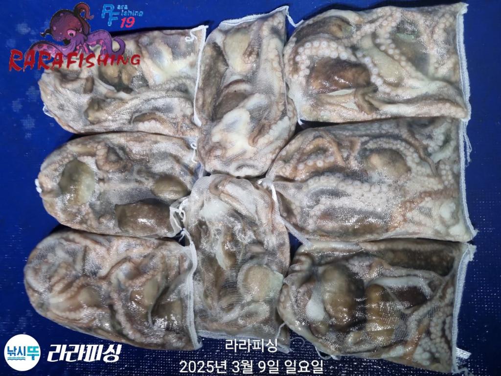 낚시뚜,낙지,속천항(진해),라라피싱,낚시뚜32