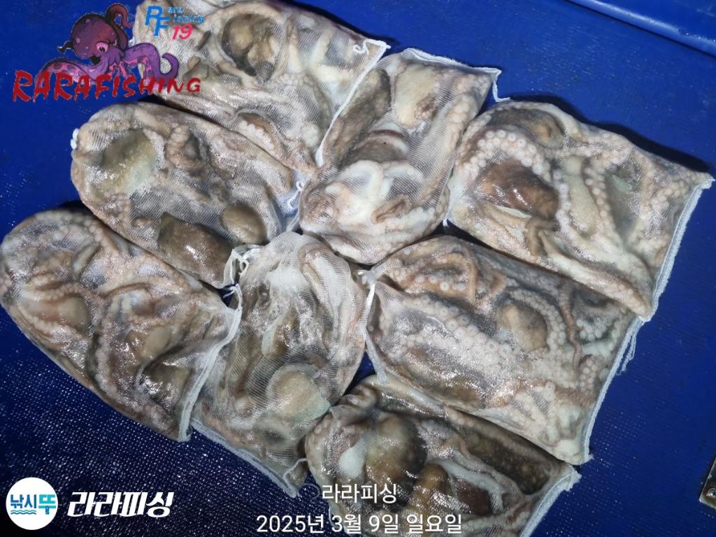 낚시뚜,낙지,속천항(진해),라라피싱,낚시뚜31