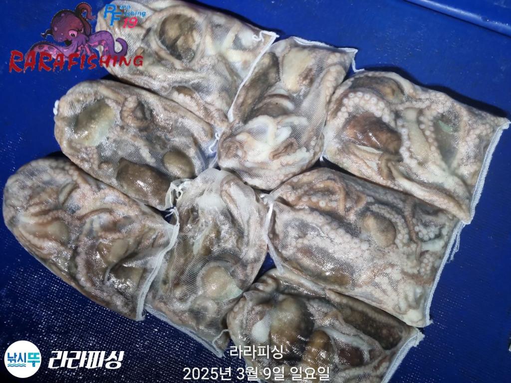 낚시뚜,낙지,속천항(진해),라라피싱,낚시뚜30