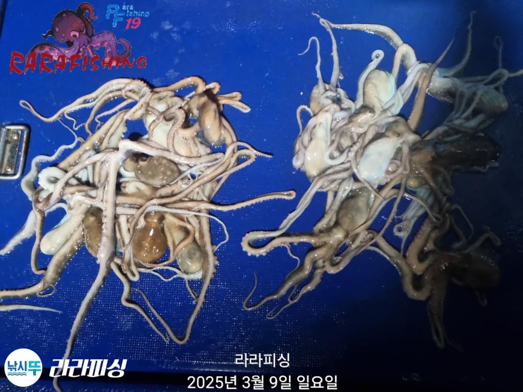 낚시뚜,낙지,속천항(진해),라라피싱,낚시뚜29