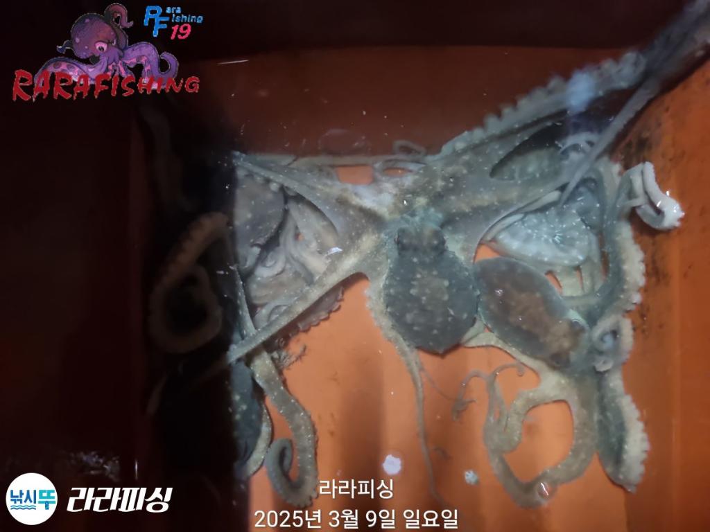 낚시뚜,낙지,속천항(진해),라라피싱,낚시뚜16