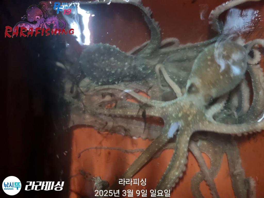 낚시뚜,낙지,속천항(진해),라라피싱,낚시뚜15