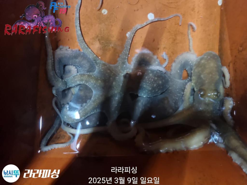 낚시뚜,낙지,속천항(진해),라라피싱,낚시뚜14
