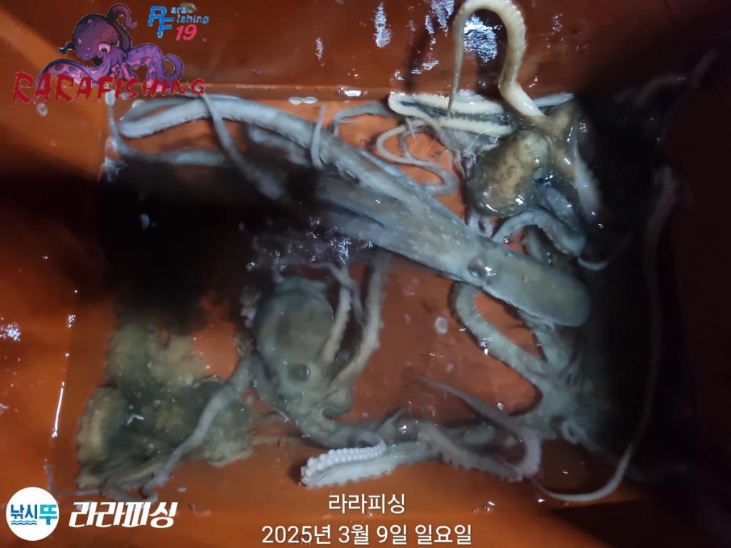 낚시뚜,낙지,속천항(진해),라라피싱,낚시뚜13