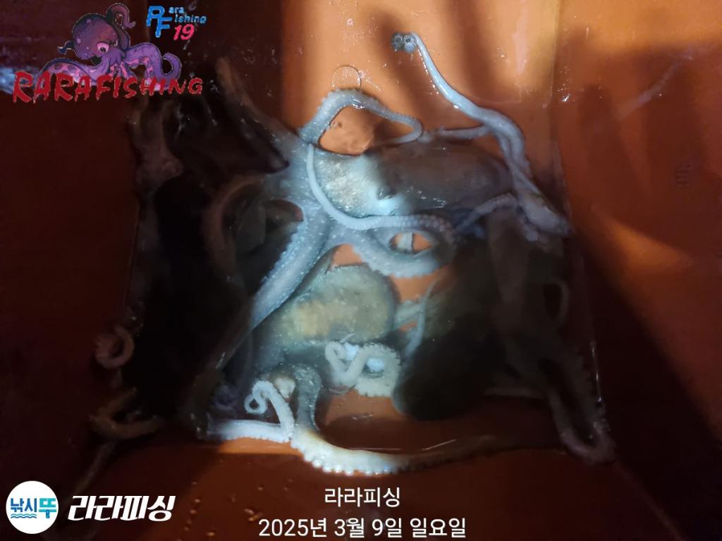 낚시뚜,낙지,속천항(진해),라라피싱,낚시뚜12