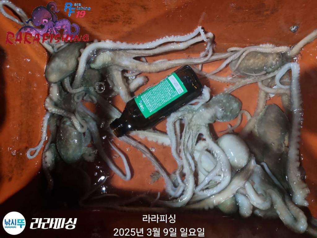 낚시뚜,낙지,속천항(진해),라라피싱,낚시뚜11