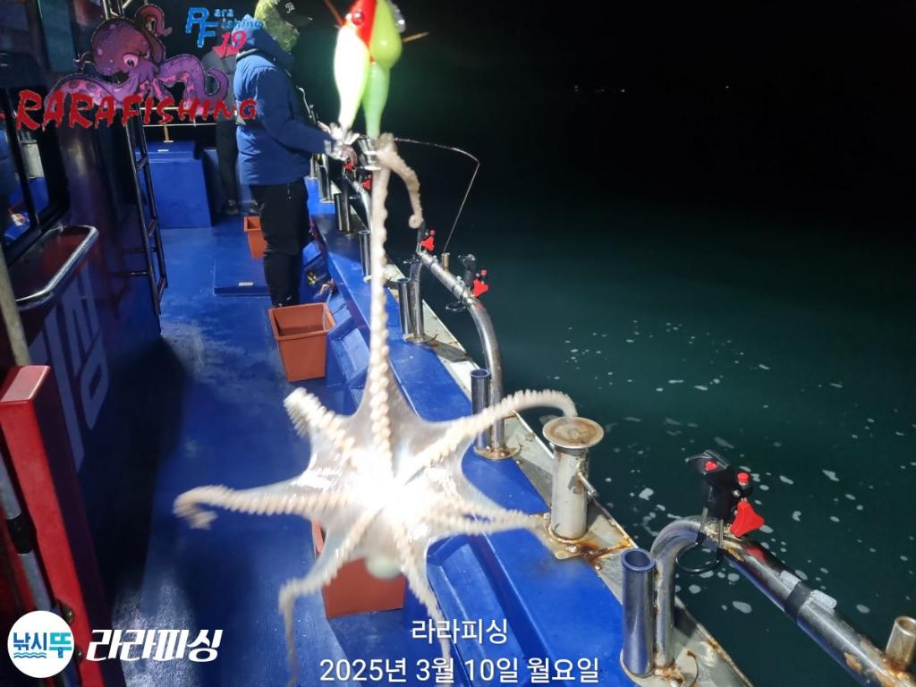 낚시뚜,낙지,속천항(진해),라라피싱,낚시뚜7