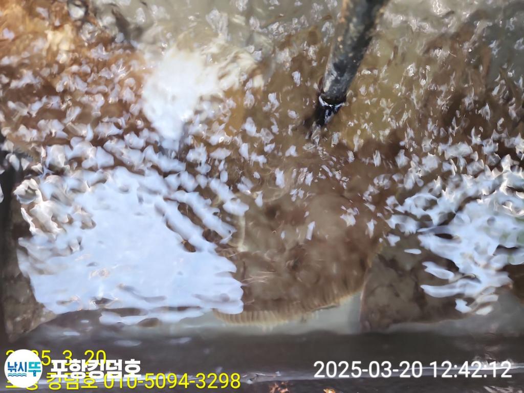 F26426356T.jpg