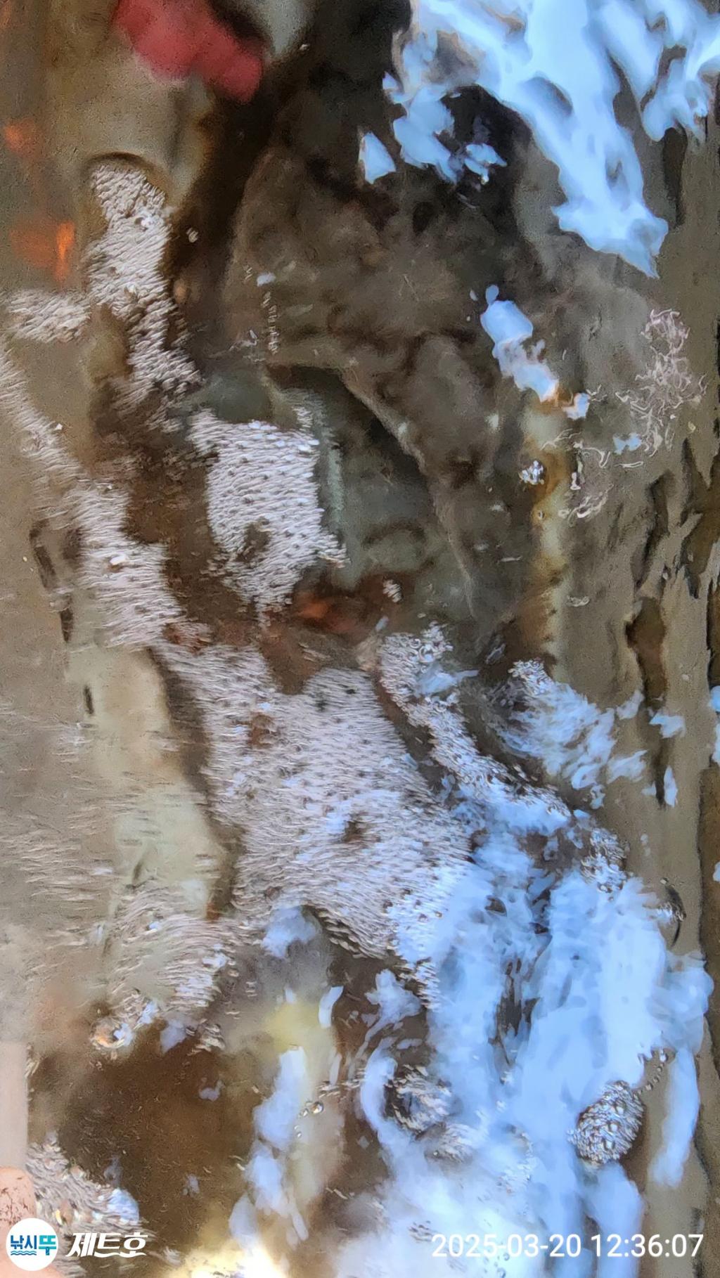F2642873P8.jpg