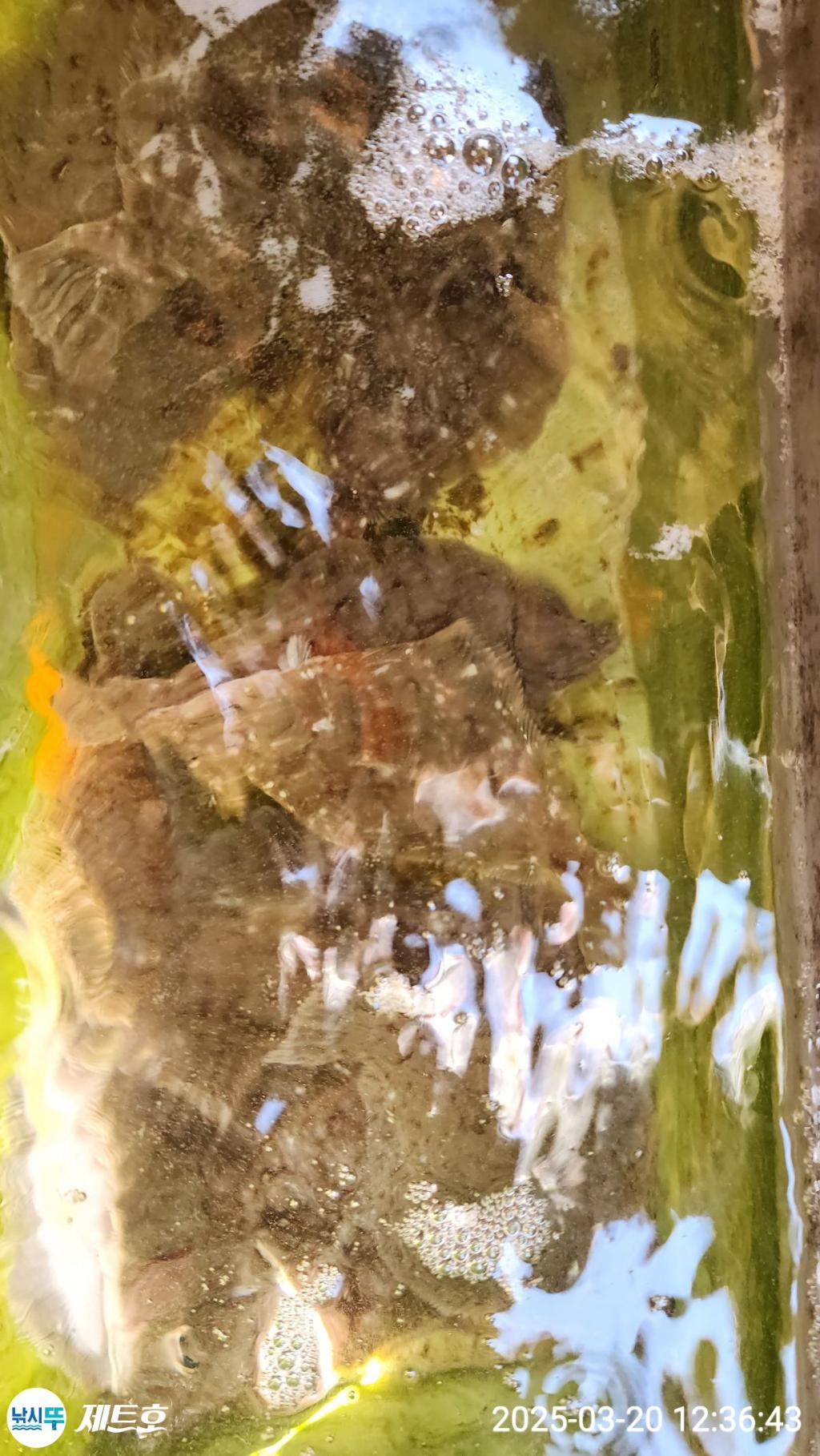 F26428748A.jpg