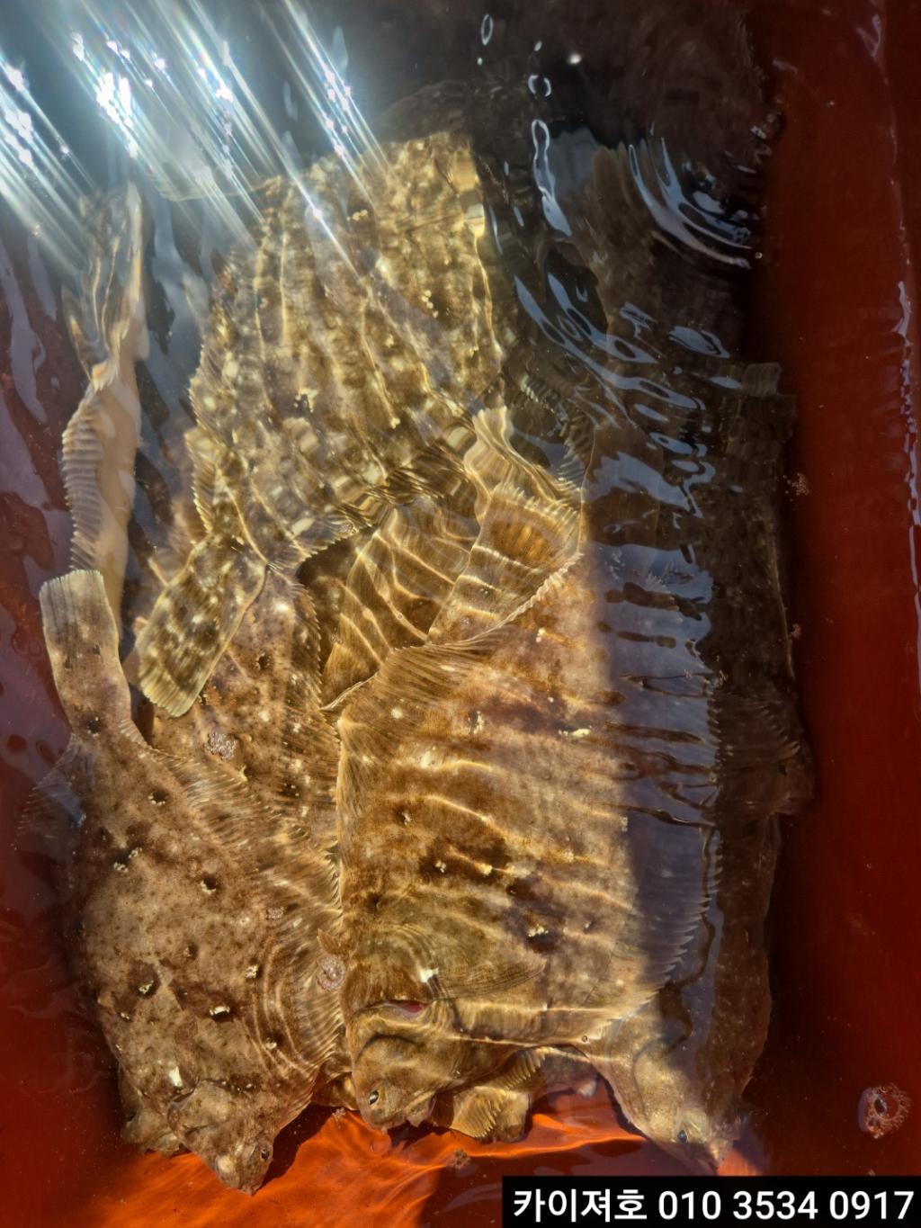 F2643245Y6.jpg