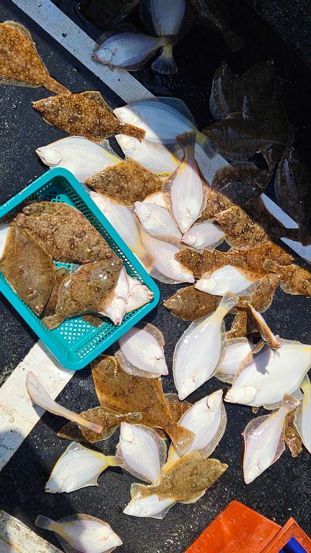 F2643923Y1.jpg