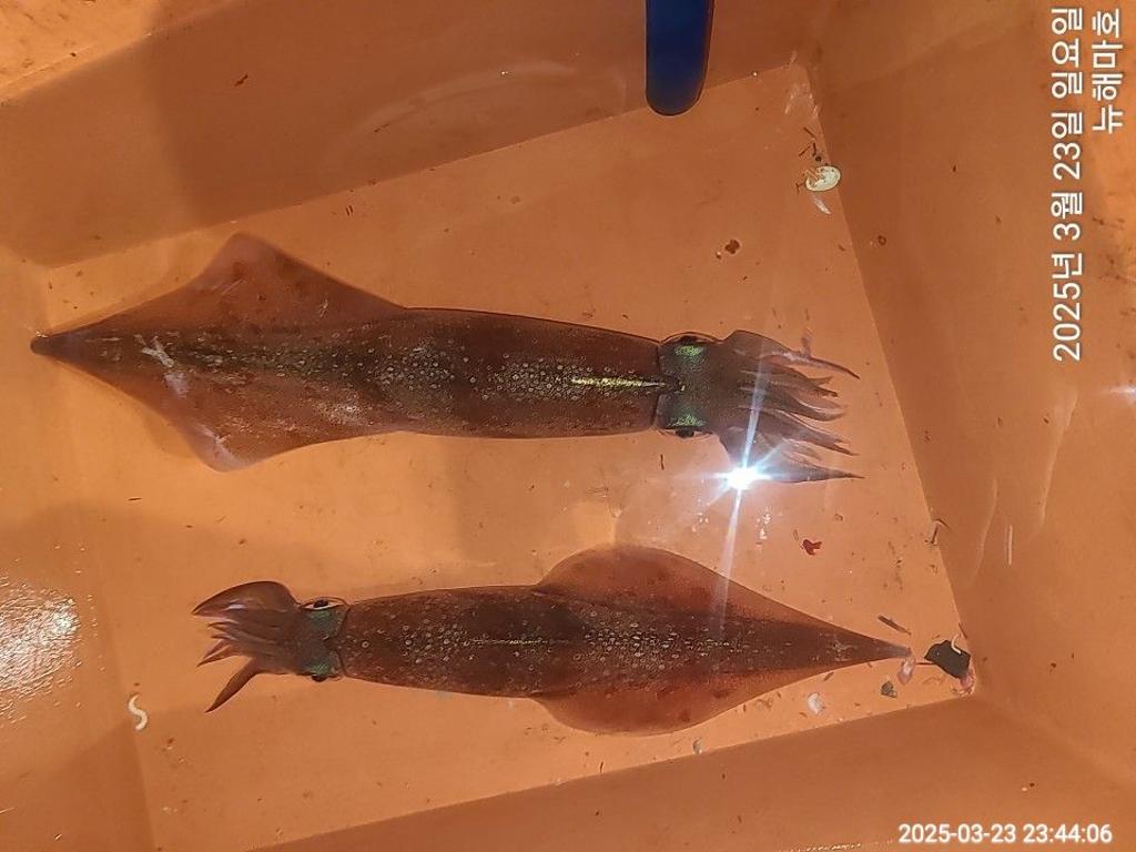 F2646526DK.jpg