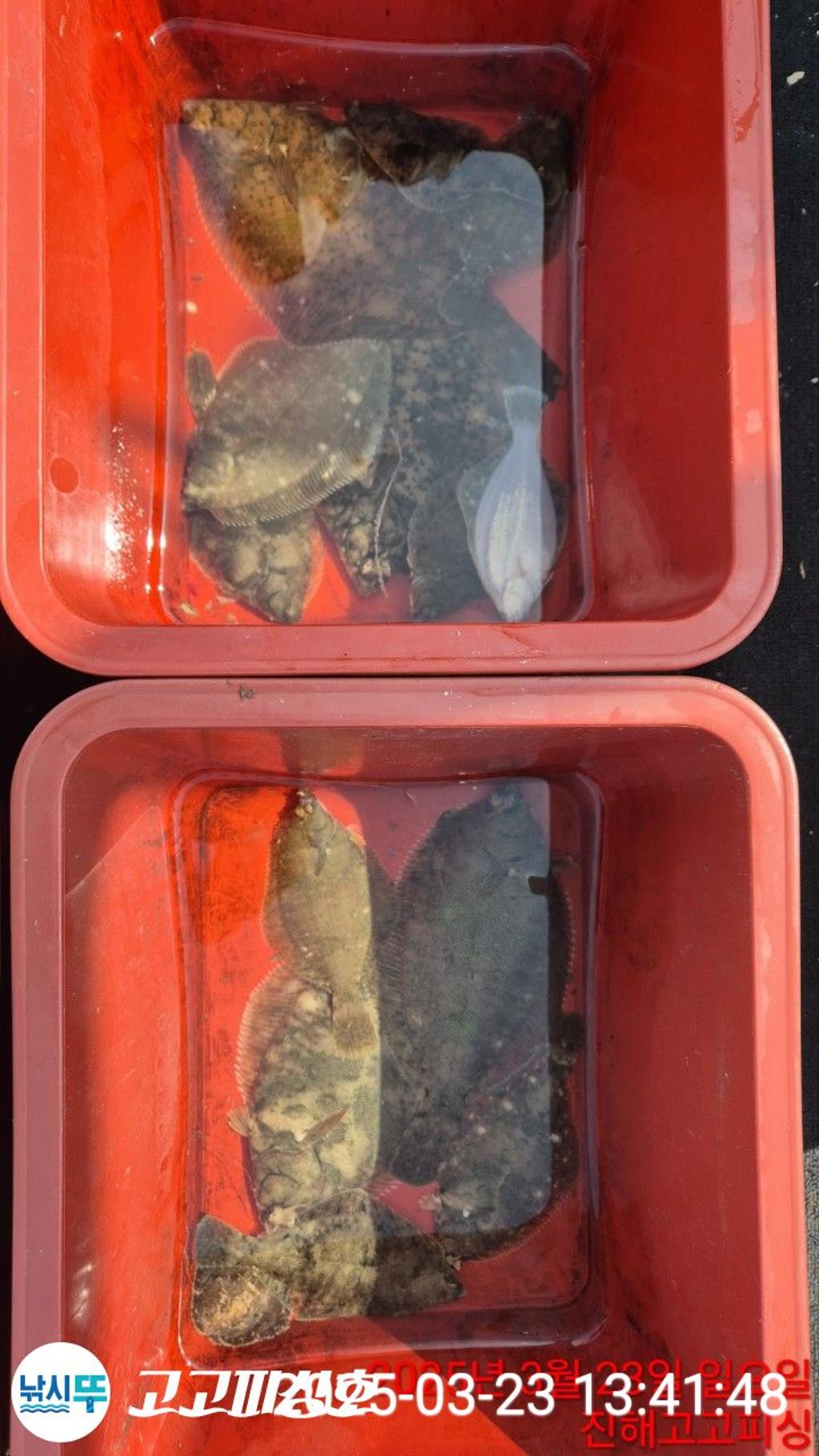F26466259T.jpg
