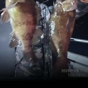 조황, 왕뽈락~굵은 씨알급들 ~찐찐한 손맛 쿨러가득가득~월,화,수욜~예약가능