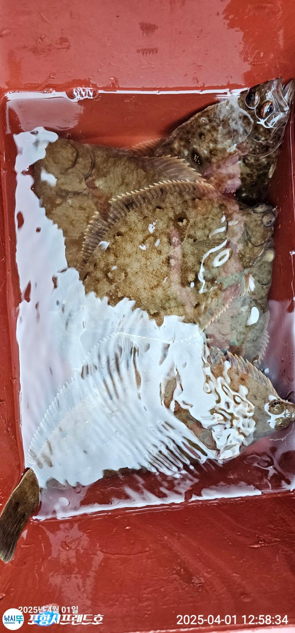 F2651215Y2.jpg