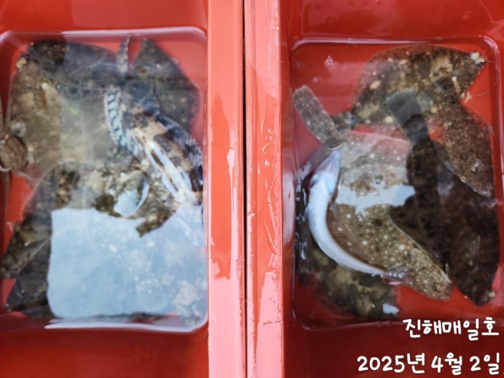 F26513931O.jpg