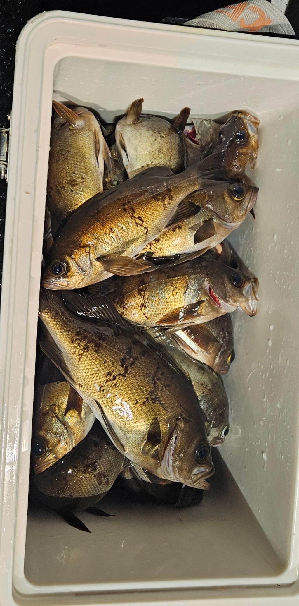 F2651812FY.jpg