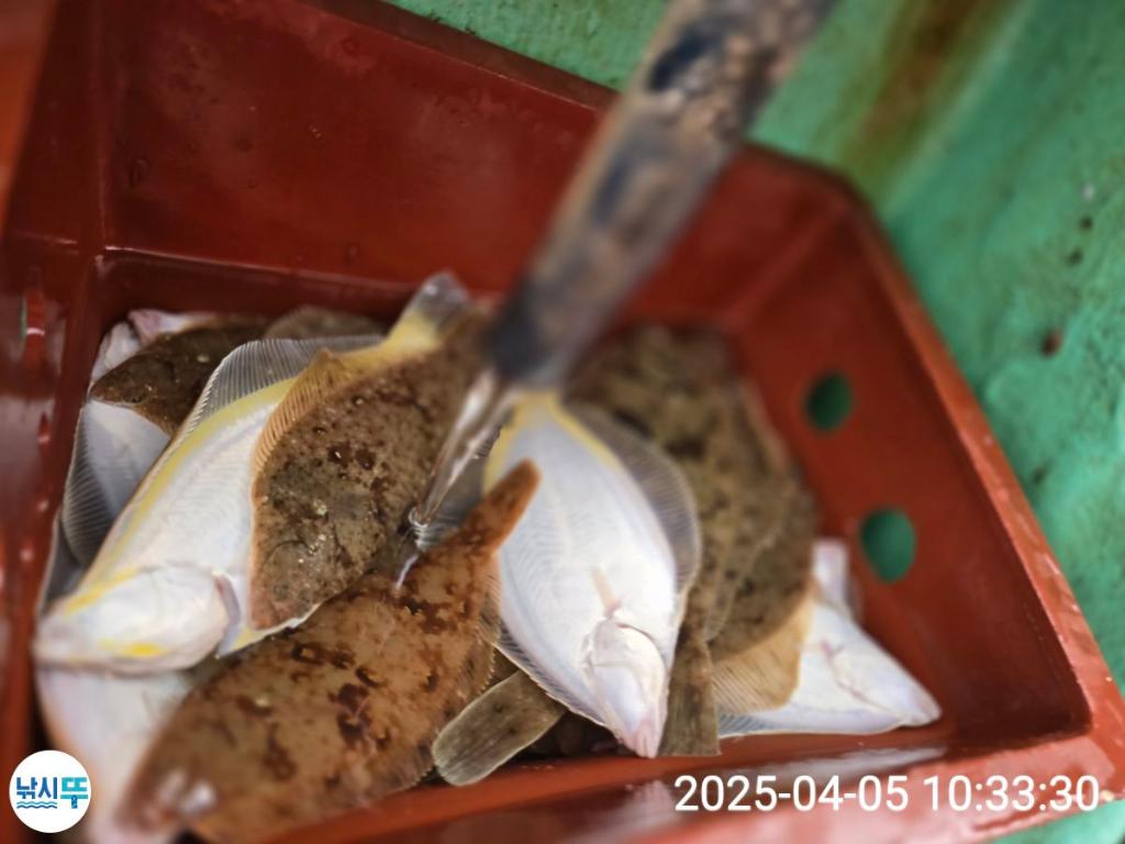 F2652477T9.jpg