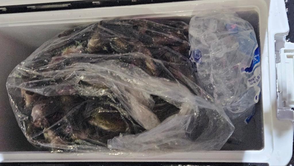 낚시뚜,볼락,열기,포항여남항,포항포시즌호,낚시뚜6