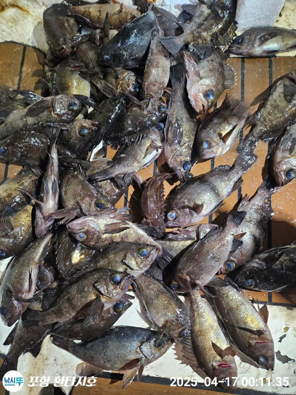 낚시뚜,볼락,포항 동빈항,포항 환타지호,낚시뚜8