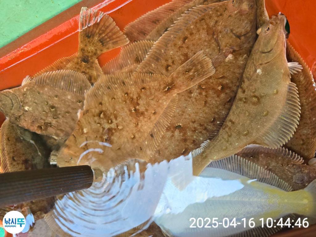 F26592671T.jpg