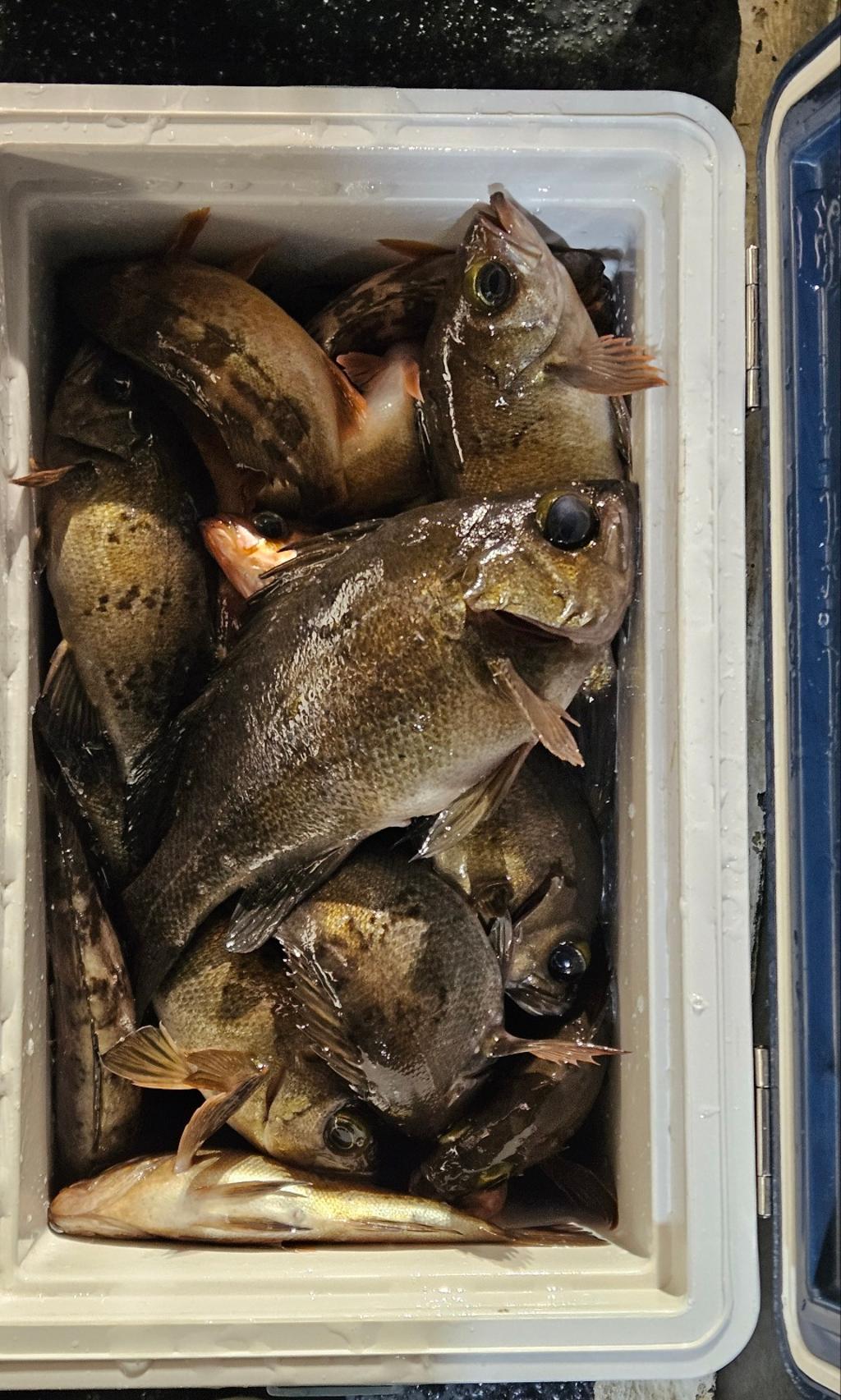 F2659836P1.jpg