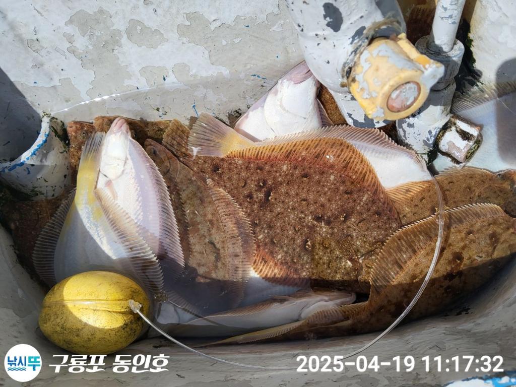 낚시뚜,도다리,구룡포항,구룡포 동인호,낚시뚜25
