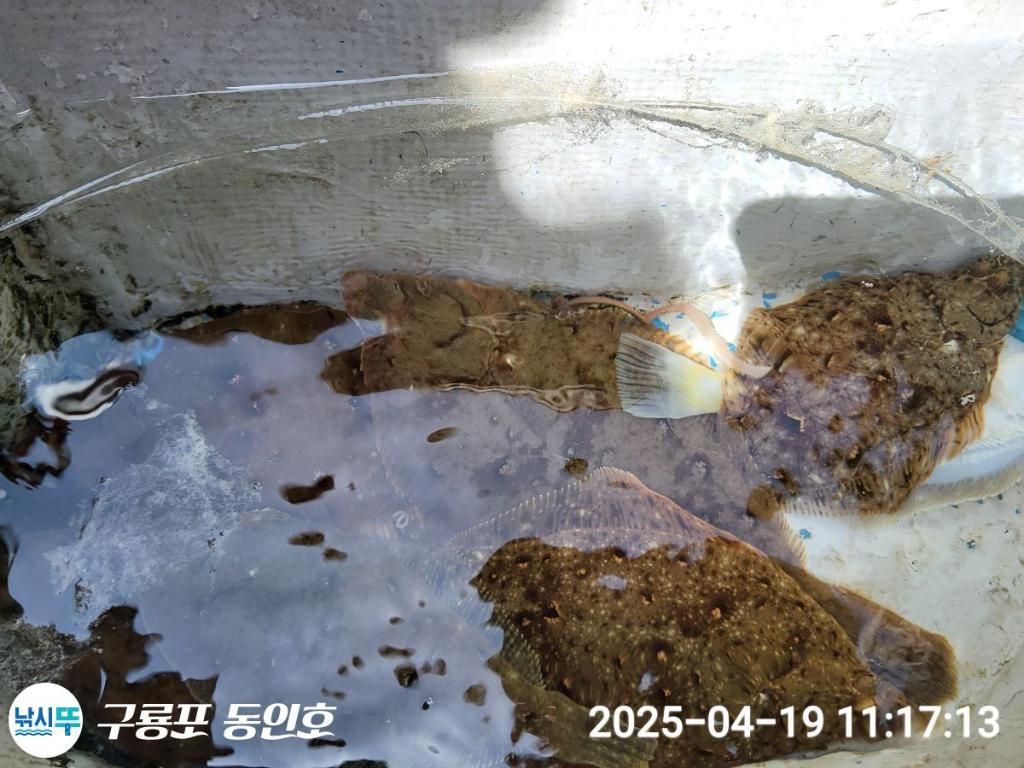 낚시뚜,도다리,구룡포항,구룡포 동인호,낚시뚜24