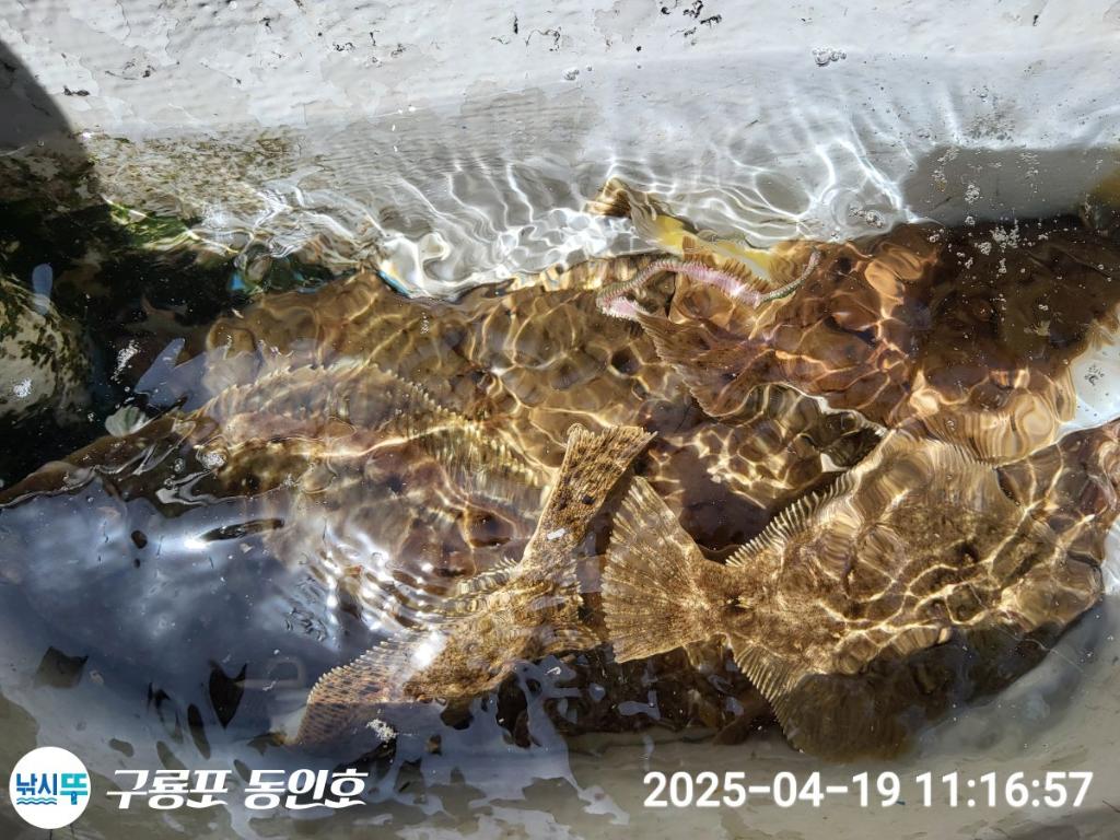 낚시뚜,도다리,구룡포항,구룡포 동인호,낚시뚜22