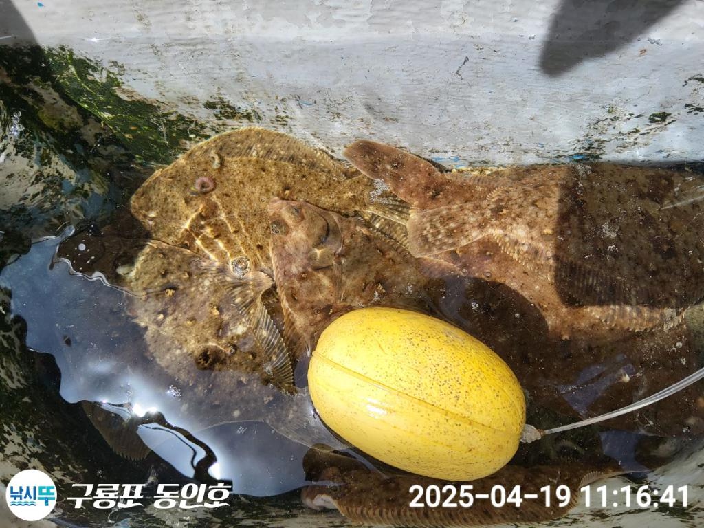 낚시뚜,도다리,구룡포항,구룡포 동인호,낚시뚜20