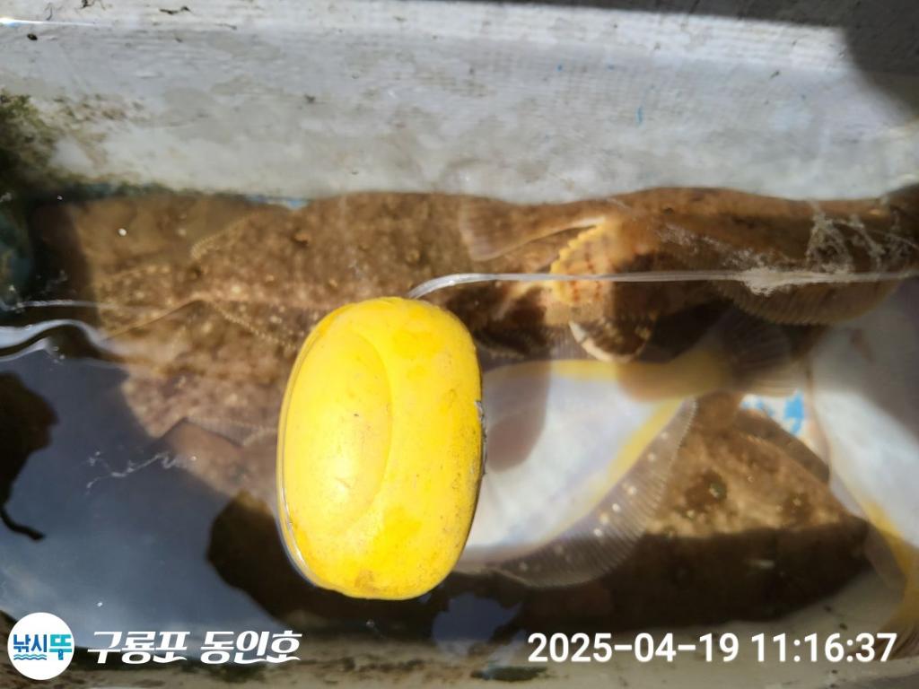 낚시뚜,도다리,구룡포항,구룡포 동인호,낚시뚜19