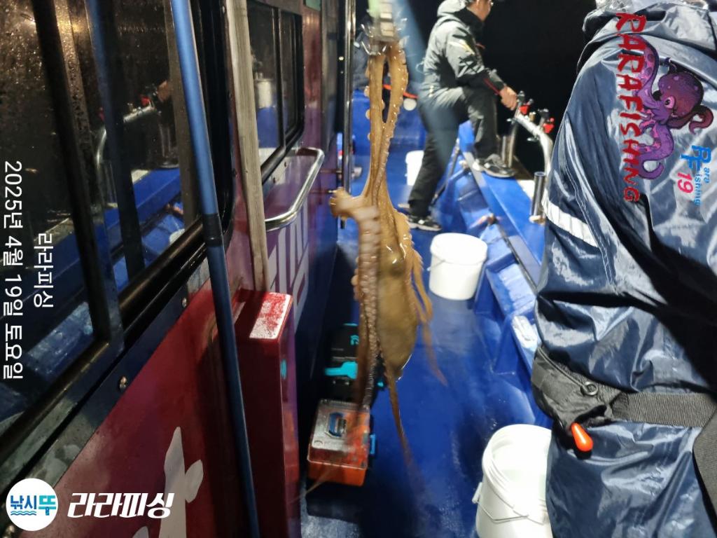 낚시뚜,낙지,속천항(진해),라라피싱,낚시뚜27