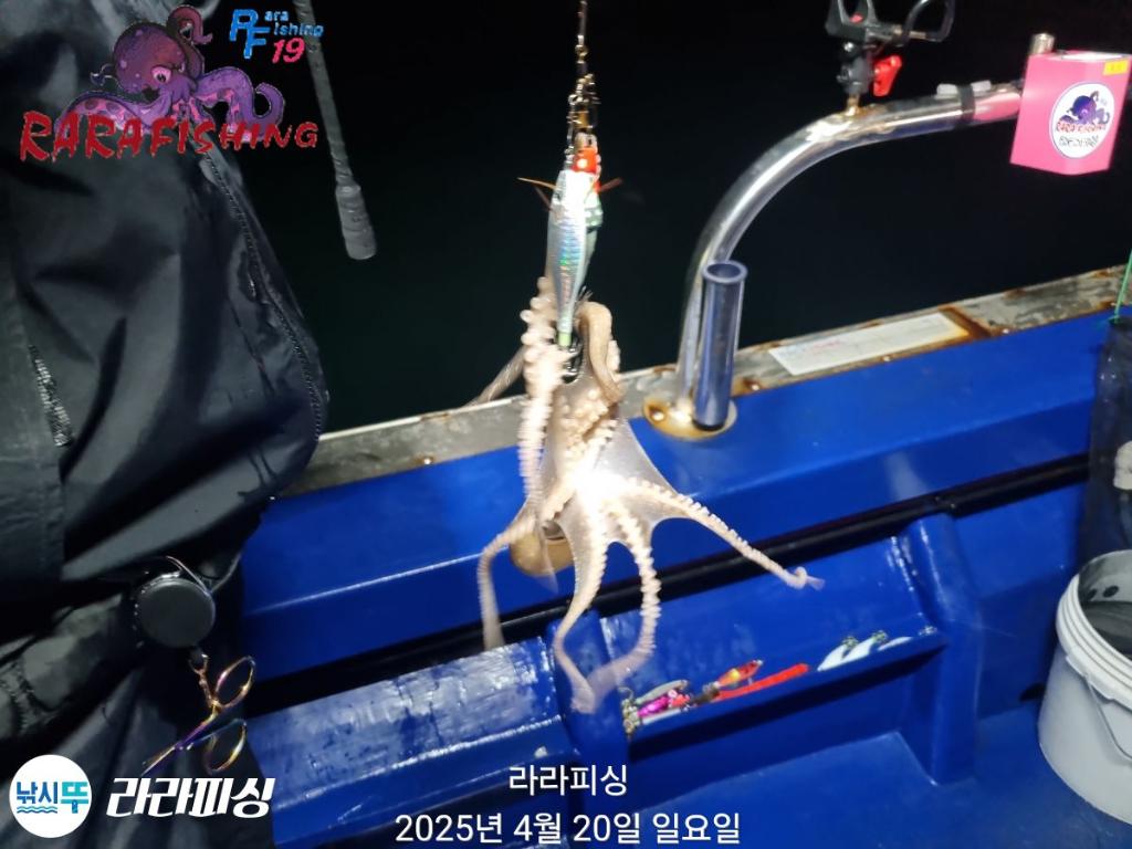 낚시뚜,낙지,속천항(진해),라라피싱,낚시뚜23