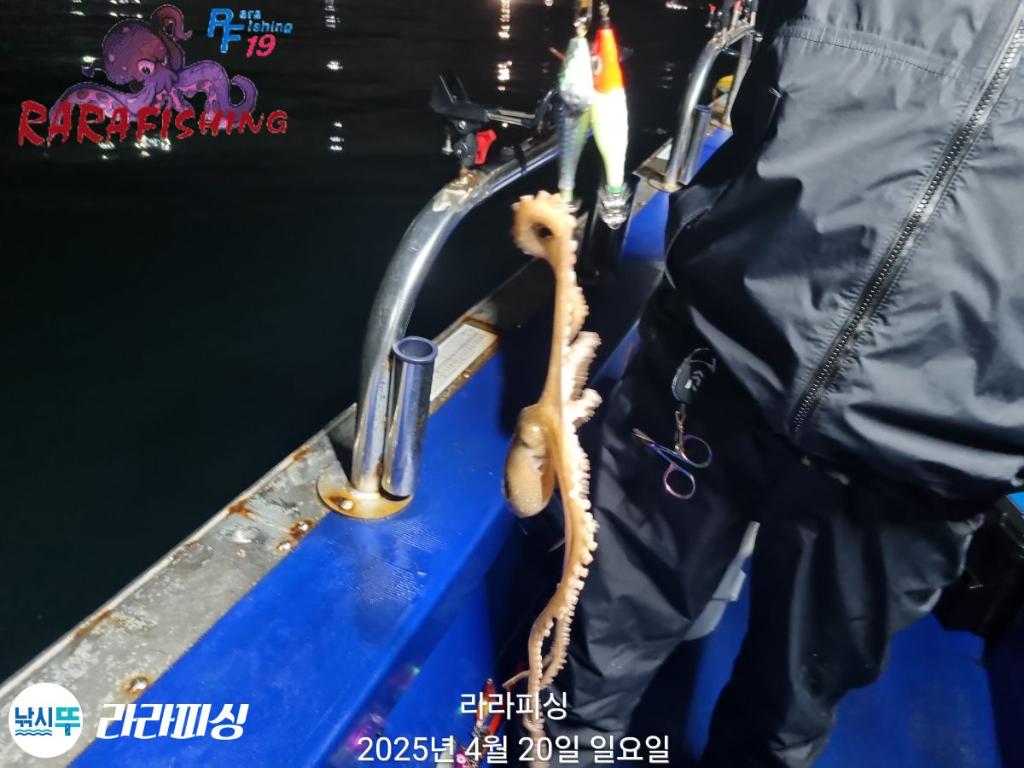낚시뚜,낙지,속천항(진해),라라피싱,낚시뚜20