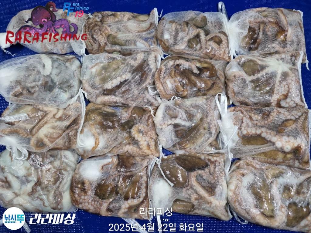 낚시뚜,낙지,속천항(진해),라라피싱,낚시뚜47