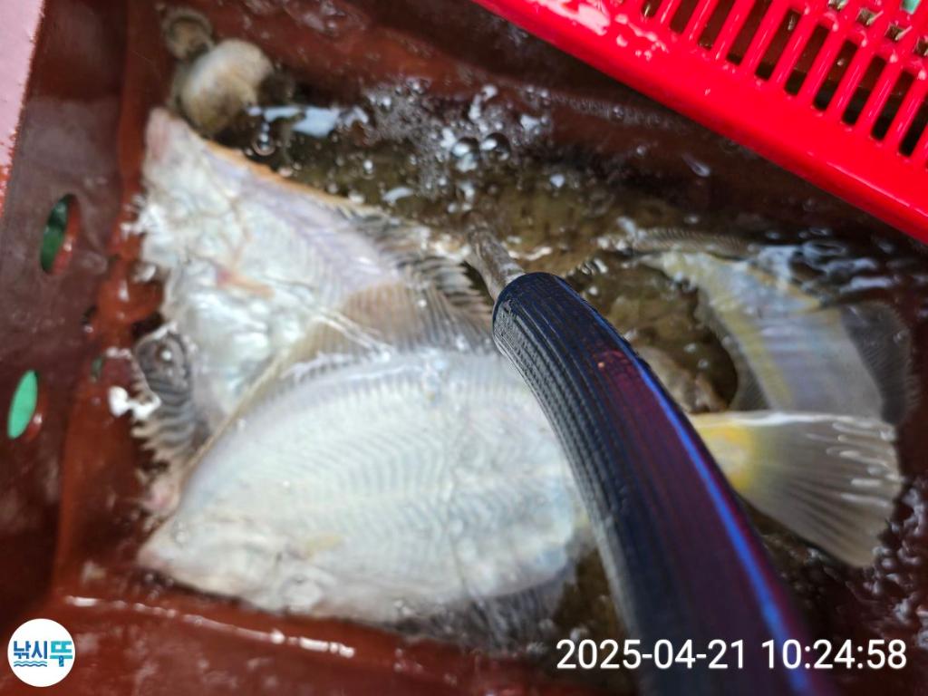 F2663106OW.jpg