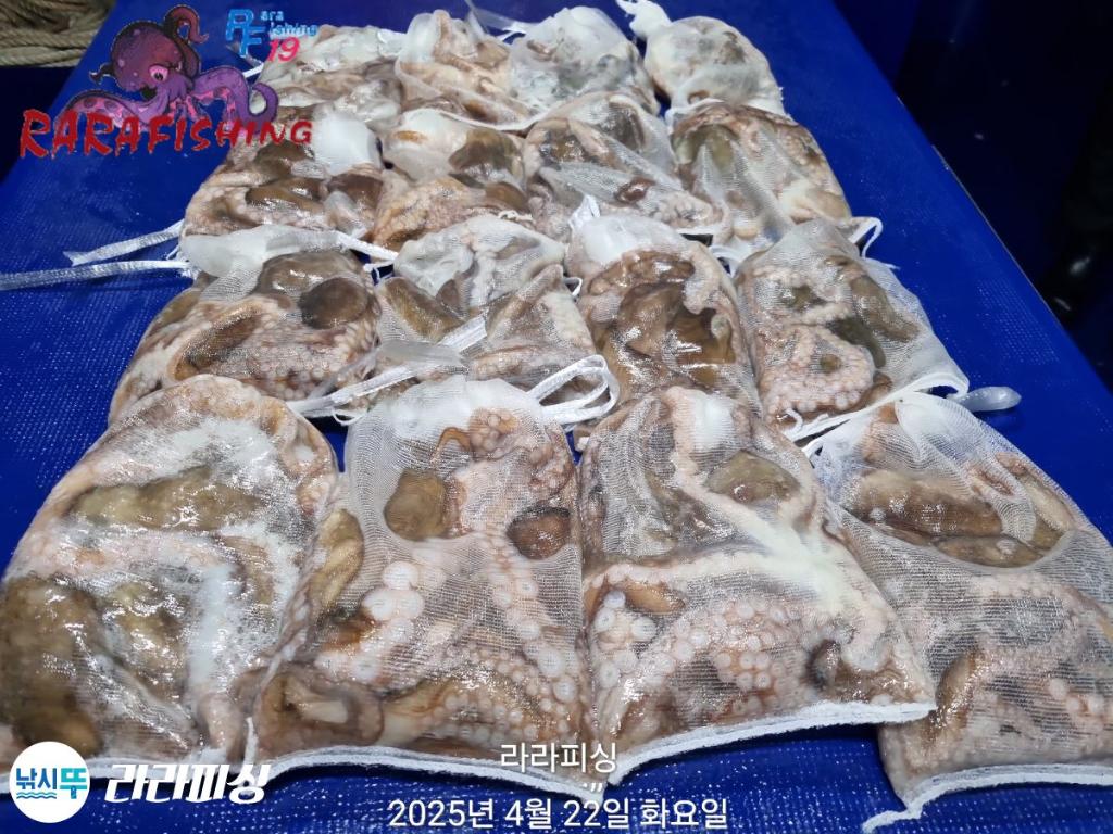 낚시뚜,낙지,속천항(진해),라라피싱,낚시뚜35