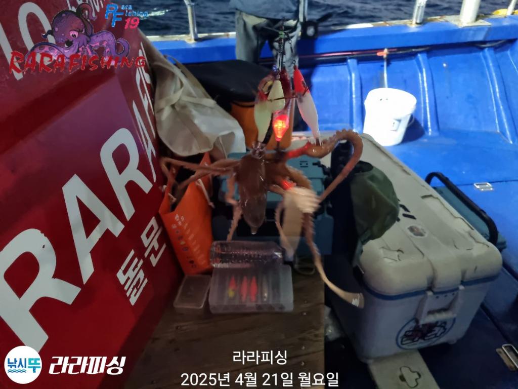 낚시뚜,낙지,속천항(진해),라라피싱,낚시뚜22