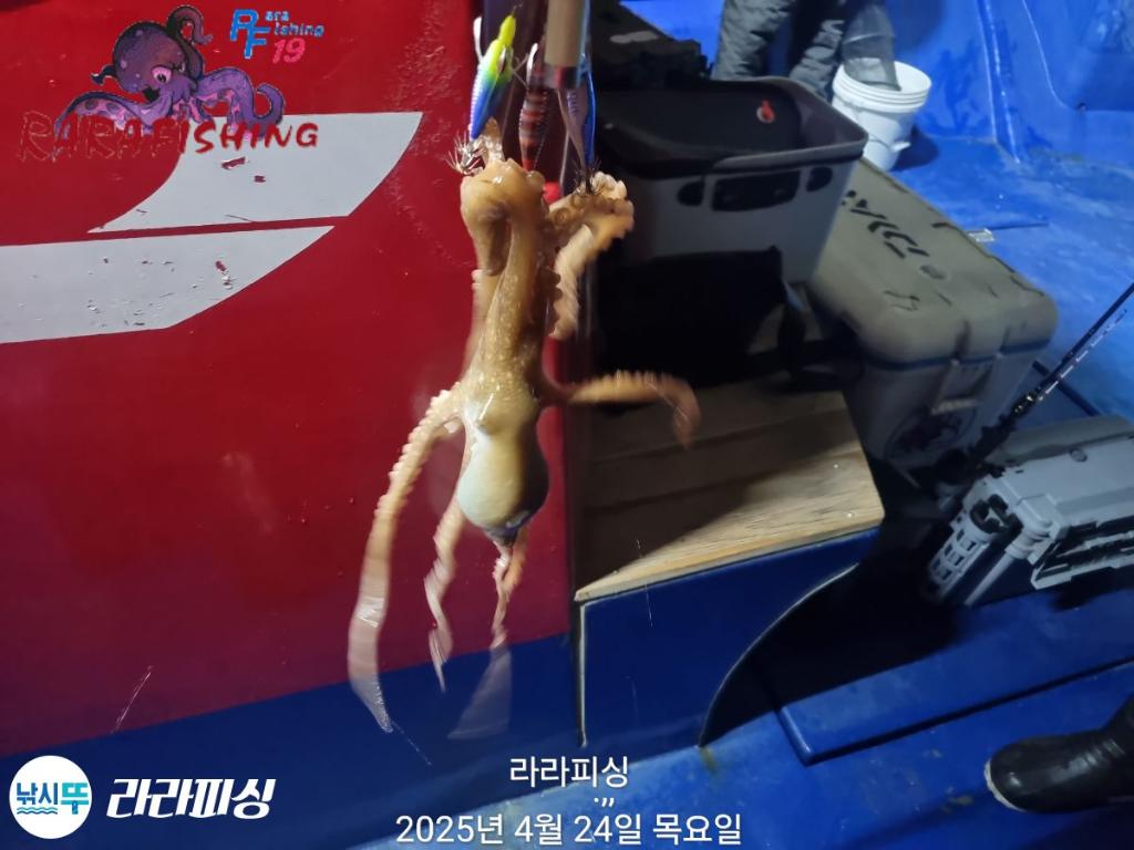 낚시뚜,낙지,속천항(진해),라라피싱,낚시뚜32