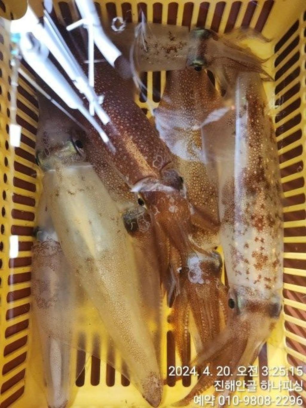 낚시뚜,한치,진해 안골항,진해 하나피싱,낚시뚜15