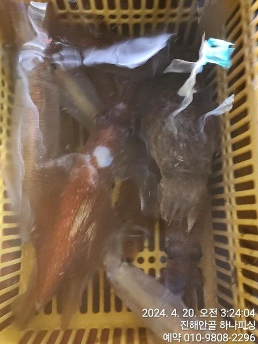 낚시뚜,한치,진해 안골항,진해 하나피싱,낚시뚜12