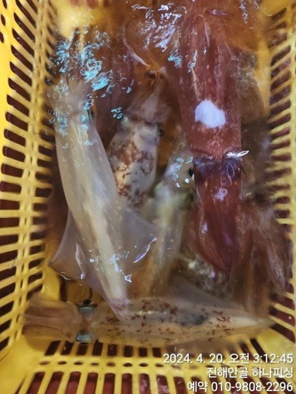낚시뚜,한치,진해 안골항,진해 하나피싱,낚시뚜10
