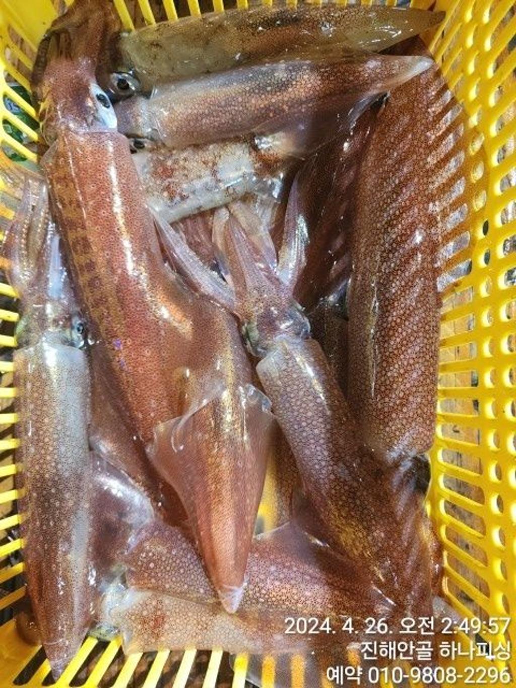 낚시뚜,한치,진해 안골항,진해 하나피싱,낚시뚜8